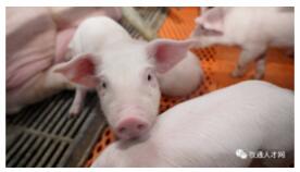 揚(yáng)翔豬.png 圖片