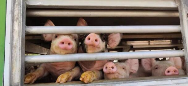 內(nèi)蒙古正大豬.jpg 圖片