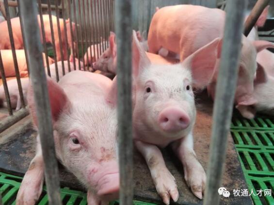 被困的豬農.png 圖片